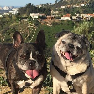 Image post by @animalplanet on Instagram