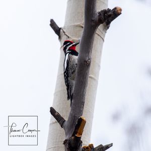 Image post by @lightboximages on Instagram