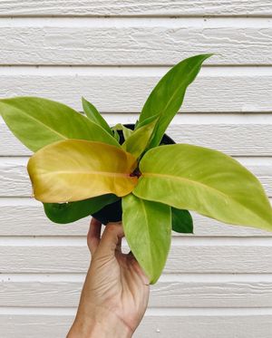 Image post by @thegreenhousejax on Instagram