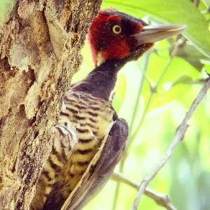 Image post by @animalplanet on Instagram