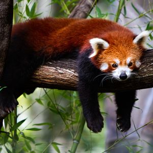 Image post by @animalplanet on Instagram