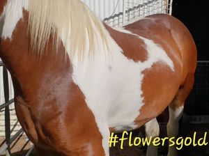 Image post by @equine_passion_online on Instagram