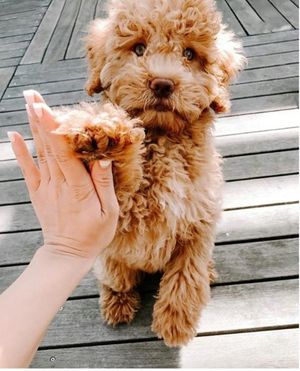 Image post by @evolvepetfood on Instagram