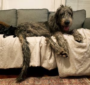 Image post by @thesavannahwolfhound on Instagram
