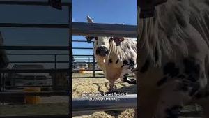 Video post by @pbr on YouTube