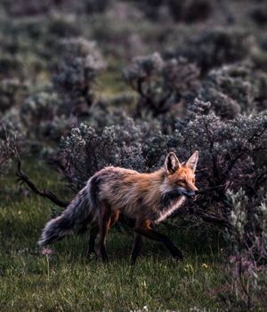 Image post by @trevorfrench on Instagram