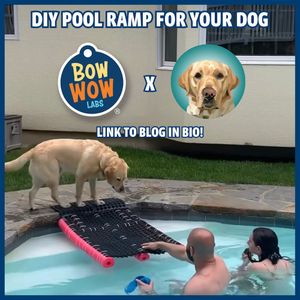 Image post by @bowwowlabs on Instagram