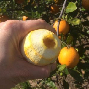 Image post by @unclemattsorganic on Instagram
