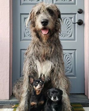 Image post by @thesavannahwolfhound on Instagram