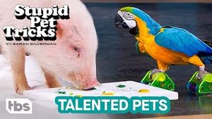 Video post by @tbs on YouTube