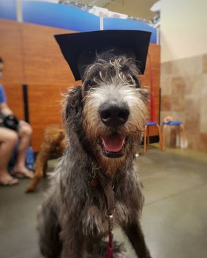Image post by @thesavannahwolfhound on Instagram