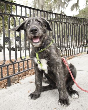 Image post by @thesavannahwolfhound on Instagram