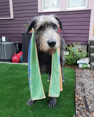 Image post by @thesavannahwolfhound on Instagram