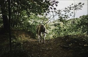 Image post by @thesavannahwolfhound on Instagram