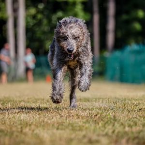 Image post by @thesavannahwolfhound on Instagram