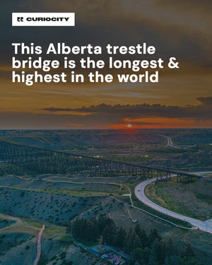 Image post by @curiocitycalgary on Instagram