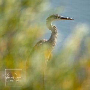 Image post by @lightboximages on Instagram