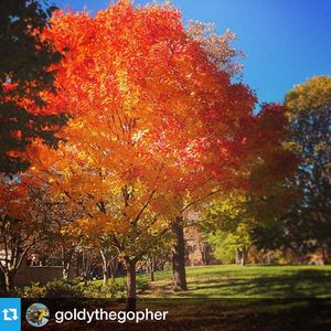 Image post by @gopher_rowing on Instagram