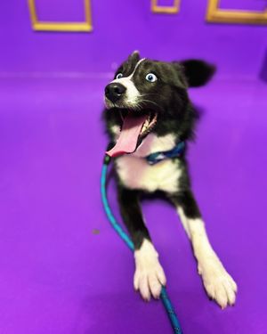 Image post by @tux_the_blue_pomsky on Instagram