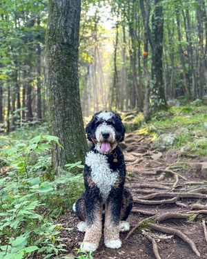Image post by @triumphpetfood on Instagram