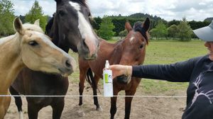 Image post by @equinecareprobiotic on Instagram