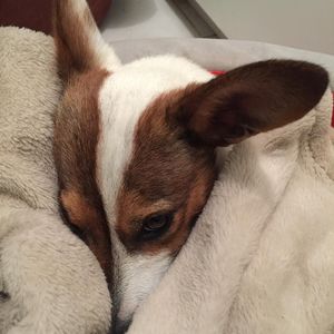 Image post by @snaffle_it on Instagram