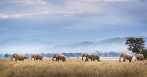 Image post by @chiawasafaris on Instagram
