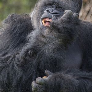 Image post by @animalplanet on Instagram
