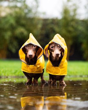Image post by @AnimalPlanet on Twitter/X