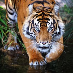 Image post by @animalplanet on Instagram