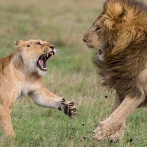 Image post by @animalplanet on Instagram