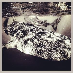 Image post by @discovery on Instagram