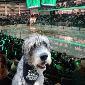 Image post by @thesavannahwolfhound on Instagram