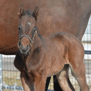 Image post by @thebloodhorse on Instagram