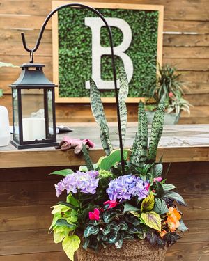 Image post by @shopbachmans on Instagram