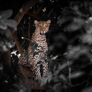 Image post by @chiawasafaris on Instagram