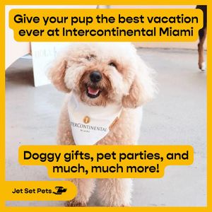 Image post by @jetsetpets on Instagram