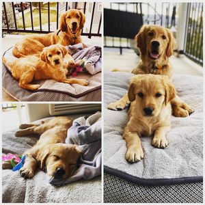 Image post by @spokhumanesoc on Instagram