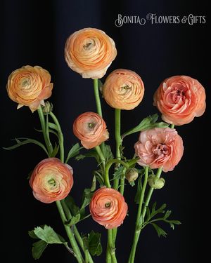 Image post by @bonita_flowers on Instagram