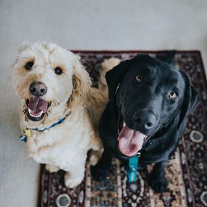 Image post by @nulopetfood on Instagram