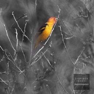 Image post by @lightboximages on Instagram