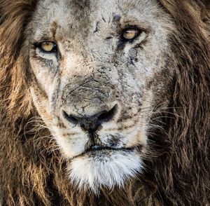 Image post by @chiawasafaris on Instagram