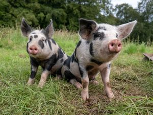 Image post by @animalplanet on Instagram
