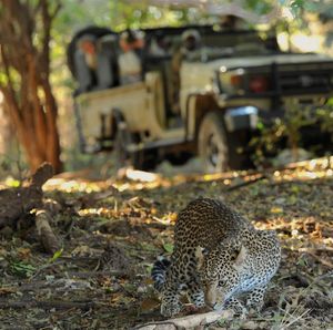Image post by @chiawasafaris on Instagram