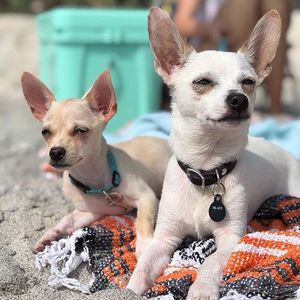 Image post by @visitsarasotacounty on Instagram