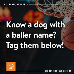 Image post by @dogtopiagr on Instagram