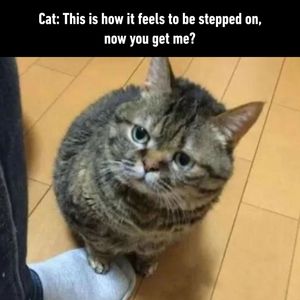 Image post by @9gag on Instagram