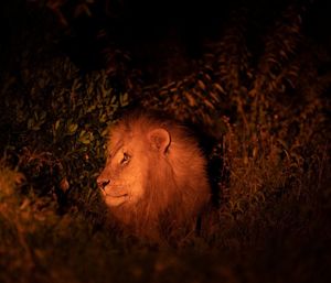 Image post by @natgeo on Instagram