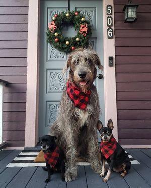 Image post by @thesavannahwolfhound on Instagram