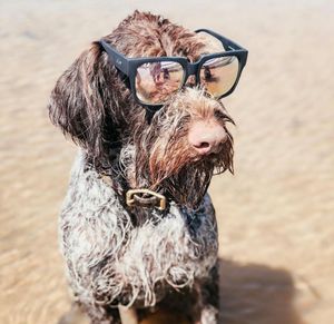 Image post by @triumphpetfood on Instagram